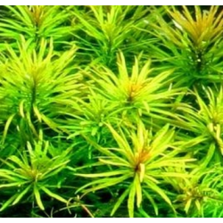 Ludwigia inclinata 'Green' – Plante verte d’arrière-plan aquarium