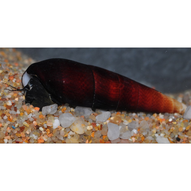 Faunus ater “Cappuccino” – Escargot nettoyeur décoratif pour aquarium
