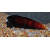 Faunus ater “Cappuccino” – Escargot nettoyeur décoratif pour aquarium