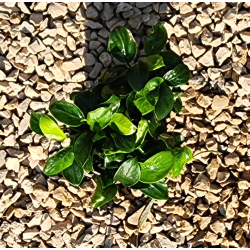 Anubias nana 'Mini' – Mini plante robuste pour nano-aquarium