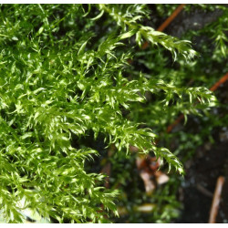Leptodictyum riparium – Mousse de rivière robuste pour aquarium et paludarium