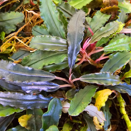 Bucephalandra 'Bibis' – Plante rare à feuilles ondulées pour aquarium