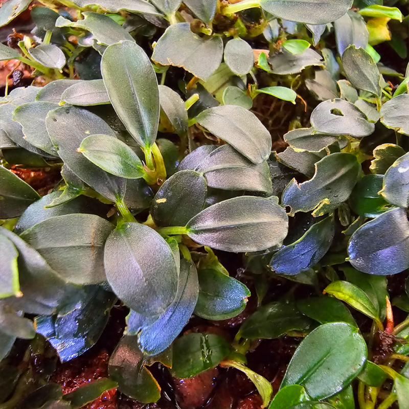 Bucephalandra 'Blue Amalanda' – Plante compacte aux reflets bleus