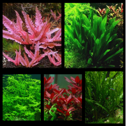 Pack Forêt Aquatique – 5 plantes naturelles pour aquarium