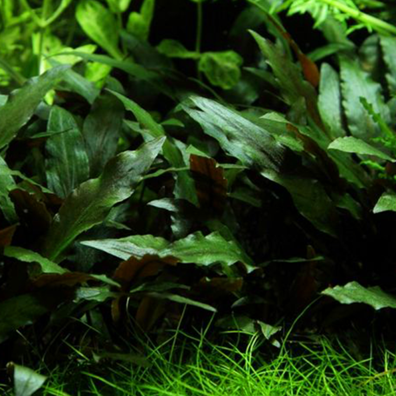 Cryptocoryne Moehlmannii