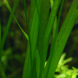 vallisneria Spiralis