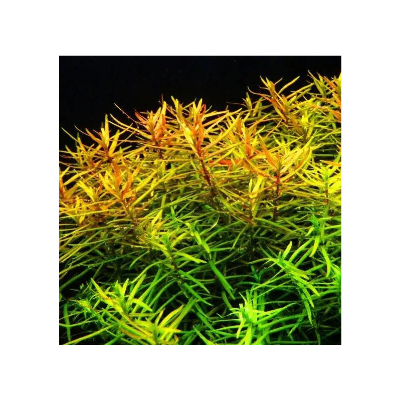 In-Vitro - Didiplis diandra
