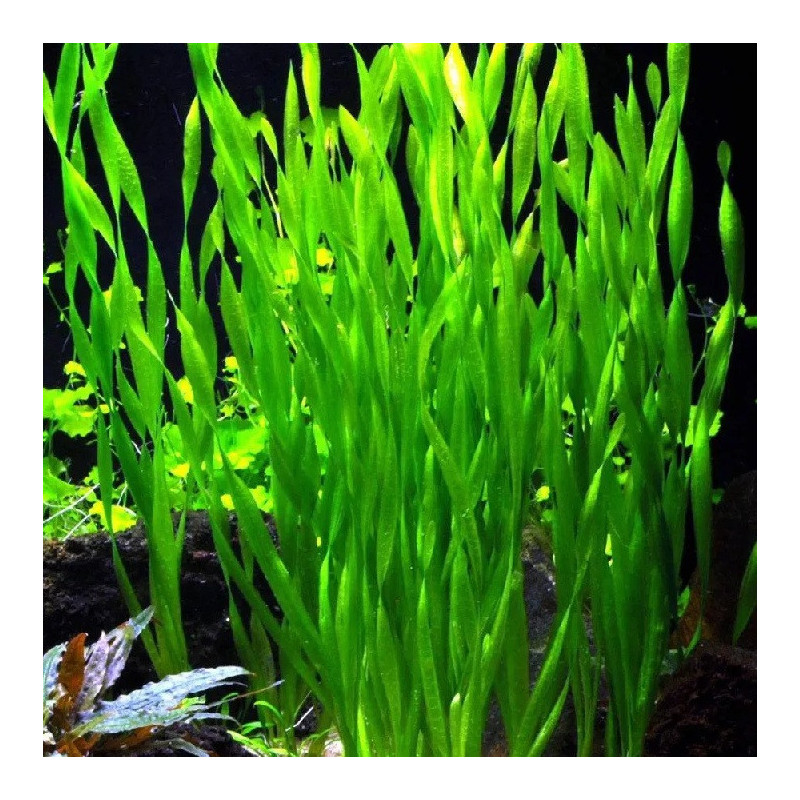 Vallisneria Asiatica