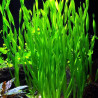 Vallisneria Asiatica