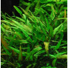 Cryptocoryne nevellii