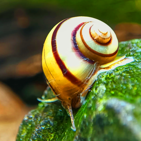 Asolene spixii – Escargot d’aquarium – Mangeur d’algues