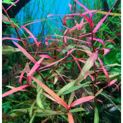 Polygonum sp. 'Sao Paulo'