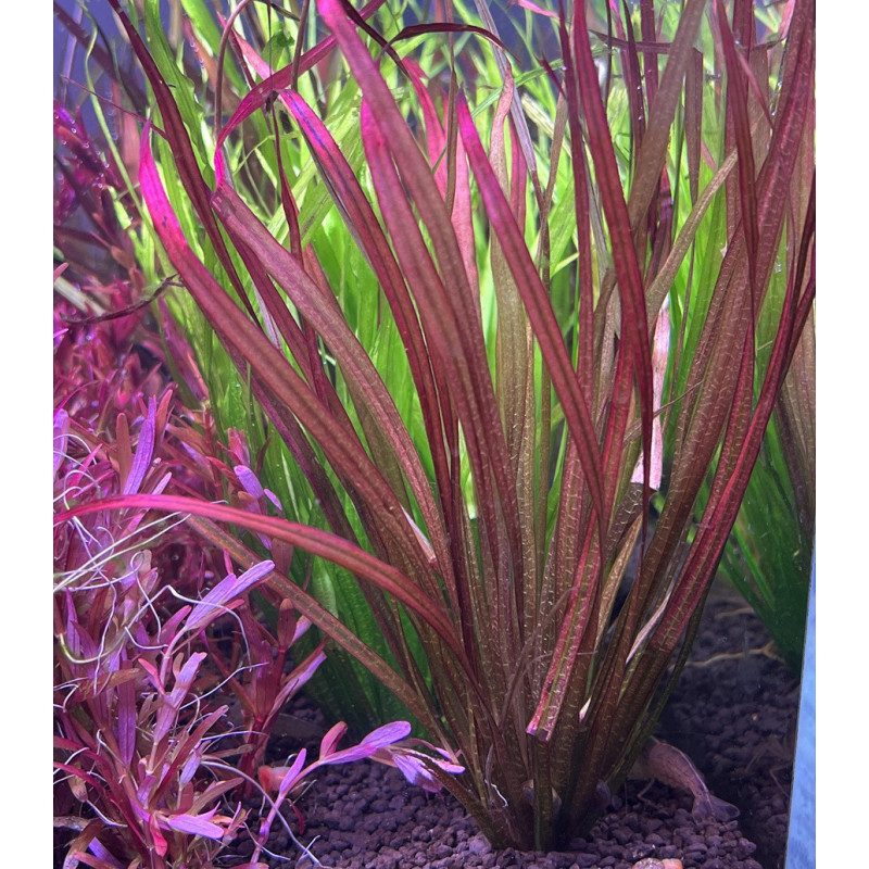 Vallisneria rubra – Plante rubanée rouge pour aquarium