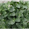Fittonia Green