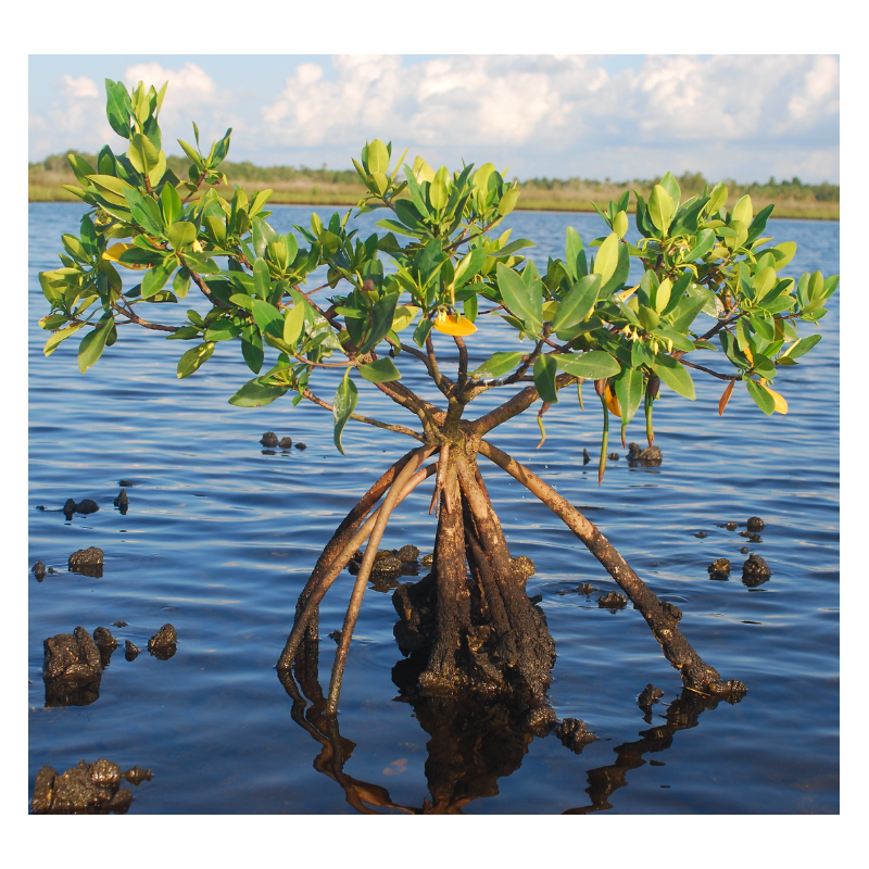 Palétuvier rouge – Rhizophora mangle – Plante filtrante pour aquarium