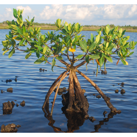 Palétuvier rouge – Rhizophora mangle – Plante filtrante pour aquarium