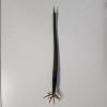 Palétuvier rouge – Rhizophora mangle – Plante filtrante pour aquarium