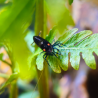 Caridina Black Tiger O-Eye – Crevette tigrée noire à yeux orange