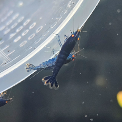 Caridina Black Tiger O-Eye – Crevette tigrée noire à yeux orange