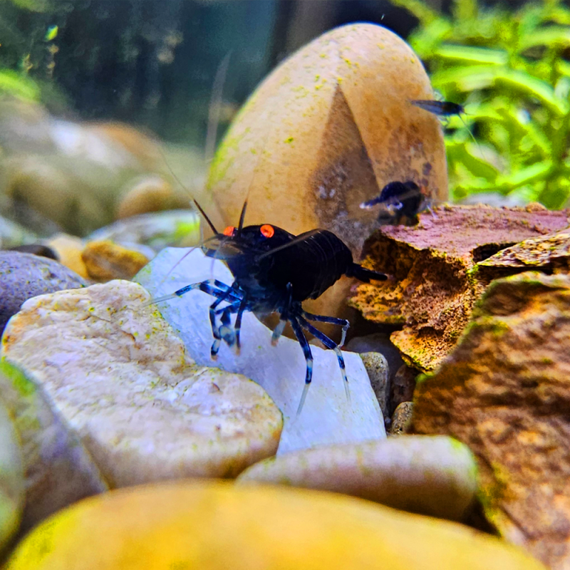 Caridina Black Tiger O-Eye – Crevette tigrée noire à yeux orange