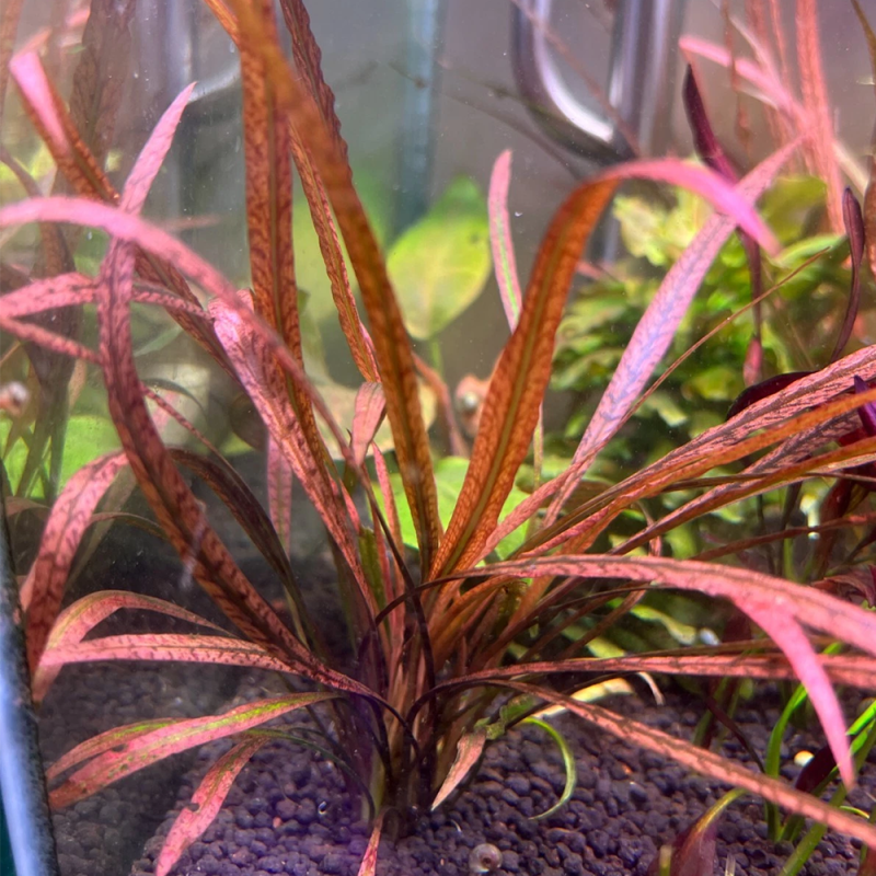 Cryptocoryne Tiger Pink – Plante rose tigrée pour aquarium