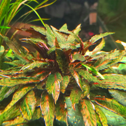 Cryptocoryne nurii – In Vitro | Plante marbrée compacte pour aquarium