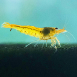 Tangerine Tiger – Caridina cantonensis Tigre orange | Flore-Aquatique