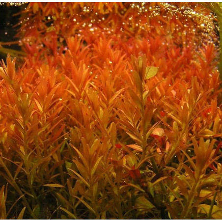 Rotala rotundifolia 'orange juice'