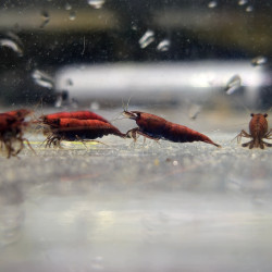 Neocaridina Red Onyx – Crevette rouge foncé intense