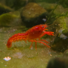 CPO Touch of the Sun – Cambarellus patzcuarensis orange
