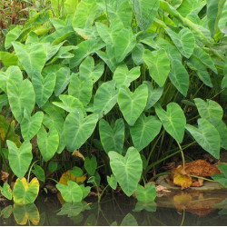 Colocasia esculenta – Oreille d’éléphant pour bassin – Minimotte