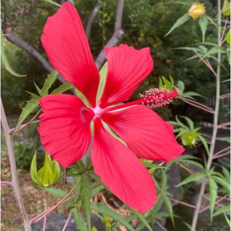 Hibiscus coccineus Major – Hibiscus rouge géant pour bassin