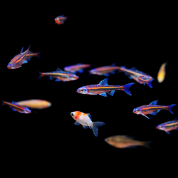 Notropis chrosomus, Vairon arc-en-ciel 4cm / Hydrophlox chrosomus