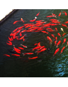 Poisson Rouge / Poisson Japonais