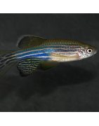 Danios : Poissons Grégaires et Vifs pour Aquarium d'Eau Douce