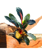 Bucephalandra pour aquarium – Plantes rares et épiphytes