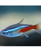 Poissons d'eau douce pour aquarium.