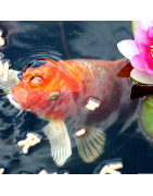 Produits pour bassin, materiel pour bassin
