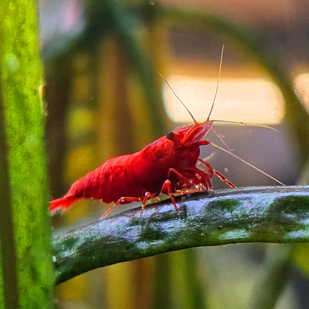 Crevettes