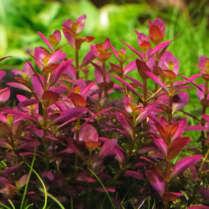 Plantes
